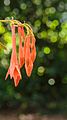 Fuchsia 'Coralle'.