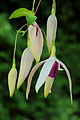 Fuchsia 'Windhapper'.