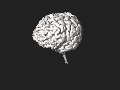 model of a brain