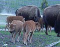 Baby bison in Yellowstone