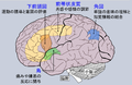 areas affected by autism