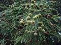 Female cones