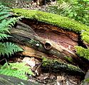 Coarse woody debris