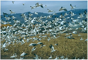 Bosque Del Apache NWR, New Mexico