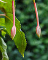 Fuchsia 'Big Slim'. Bloemknoppen.