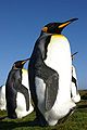 Deutsch: Pinguine English: Penguins Spheniscidae (cat.)