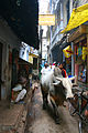 A bull walking through the bylanes of Varanasi.