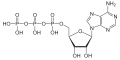 Deutsch: Struktur von Adenosintriphosphat English: Structure of Adenosine triphosphate