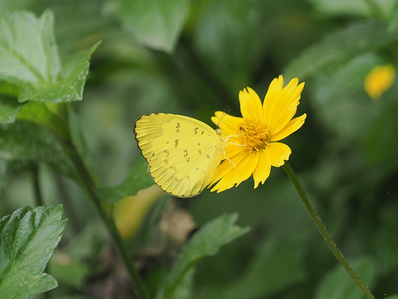 File:Butterfly and flower kottayam 05.jpg