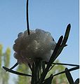 Baccharis linearis' gall (close up)