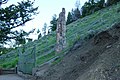 Petrified Tree in Yellowstone