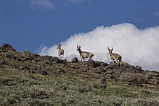 Pronghorns (Antilocapra americana oregona) climbing the mountain.