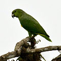 Amazona mercenaria (cat.)