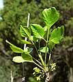 Fraxinus anomala