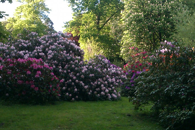 File:Rhododendron im Klosterhof, Uetersen.jpg