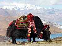 #5: Yak near Yamdrok lake, Tibet. It is a long-haired bovinae found throughout the Himalayan region of south Central Asia, the Tibetan Plateau and as far north as Mongolia and Russia.