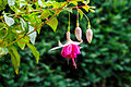 Fuchsia 'Jessie Pearson'.