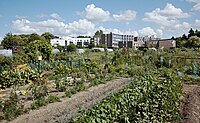 Jardins ouvriers, à Lille-Lomme.