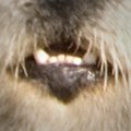 Sea otter mouth