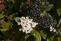 Viburnum tinus