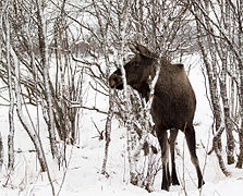 Alces alces alces Myre Norway