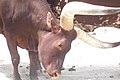 An Ankole-Watusi (African long-horned steer) at Binder Park Zoo.