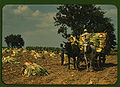 Tobacco harvest, near Lexington, Kentucky, 1940. Full sized uncompressed file at File:Tobacco harvesting.tif.