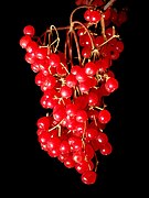 Viburnum betulifolium