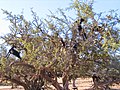 Goats feeding in a tree; Essaouira, Morocco