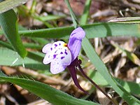 Linaria amethystea