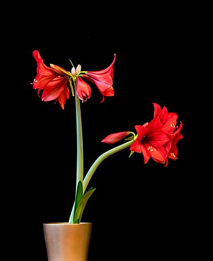 Eine Amaryllis. Nur welche?