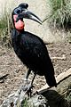 Deutsch: Hornraben English: Ground Hornbills Bucorvidae (cat.)