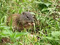 Spermophilus franklinii Franklin's Ground Squirrel