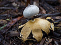 Geastrum pectinatum