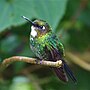 Thumbnail for File:Tourmaline Sunangel (female).jpg