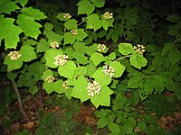 Viburnum acerifolium