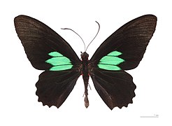 Museum specimen ♂ dorsal side