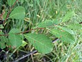 Eared Willow - Leaves Kerava, Finland