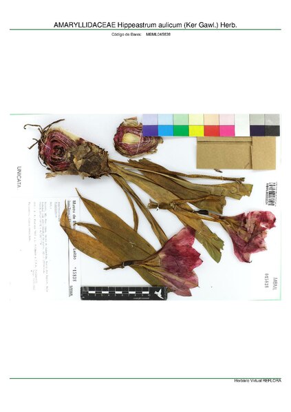 File:AMARYLLIDACEAE Hippeastrum aulicum (Ker Gawl.) Herb, INMA (MBML045838).pdf