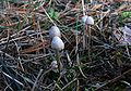 Ilgakotis mėšlagrybis Coprinus lagopus