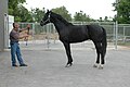 Category:RCMP Musical Ride horses