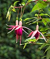 Fuchsia 'Condor'.