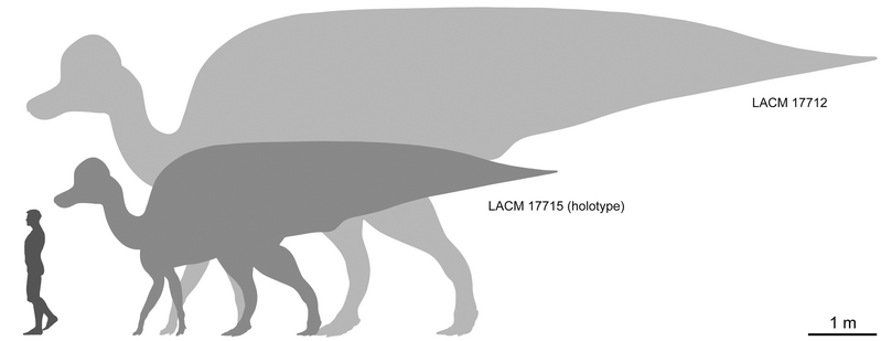 File:Magnapaulia size comparison.png