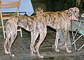 Two Spanish Greyhound