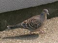 National bird of Maldives