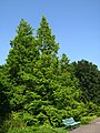 Metasequoia glyptostroboides