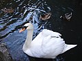 Cigno nel Parco di Miramare