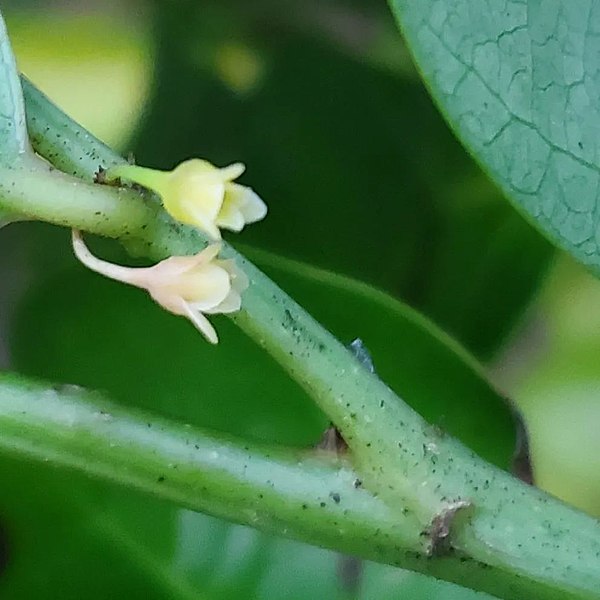 File:Flowers of Phyllanthus mariannensis.jpg