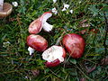 Thumbnail for File:2012-05-12 Russula nana Killerm 218407.jpg