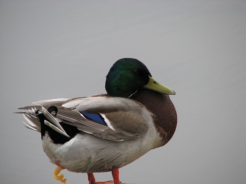 File:Mallard with visible penis.jpg